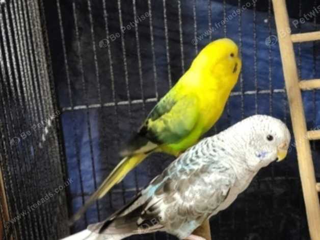 Black budgie for store sale