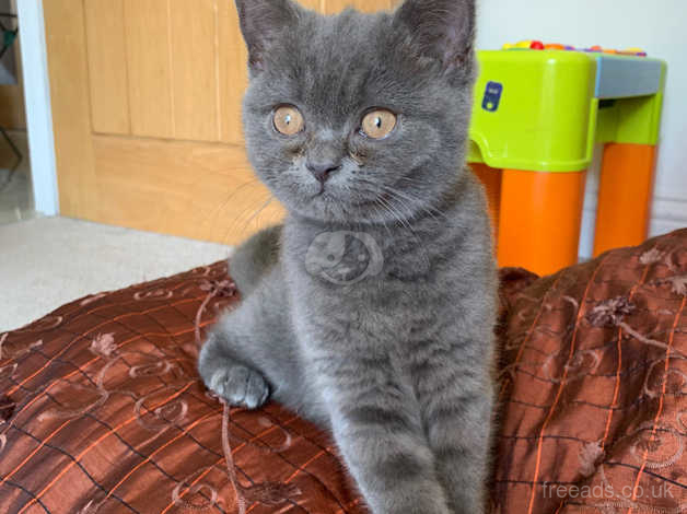 British shorthair hot sale cross