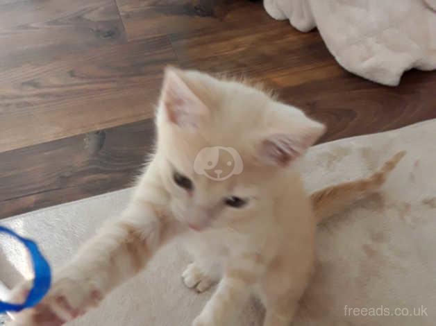 Cream Flame Point Ragdoll In Thornton Cleveleys Fy5 On Freeads