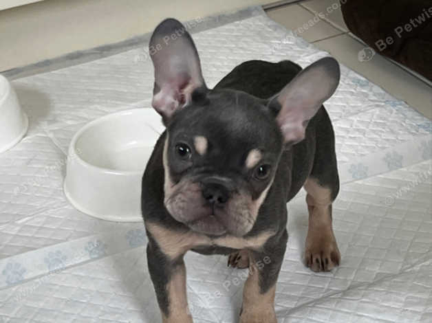 13 week hot sale old french bulldog