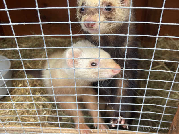 Ferret shelters near sales me