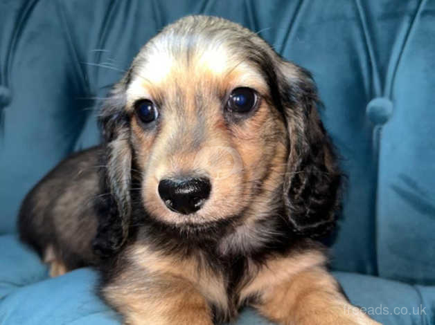 Miniature Longhaired Shaded Cream Male Dachshund In Leicestershire On  Freeads Classifieds - Miniature Dachshunds Classifieds