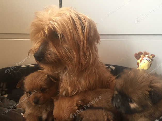 Yorkie pom for store sale near me