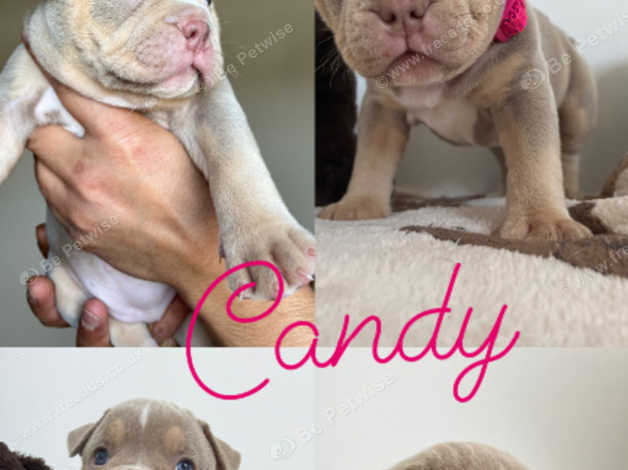 Lilac tri bully for hot sale sale