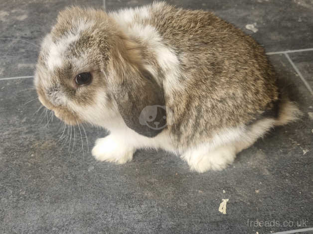 baby mini lop rabbits