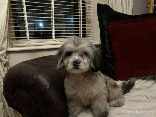 Shih Tzu X Toy Poodle Merle Girl in Penrith CA11 on Freeads Classifieds ...