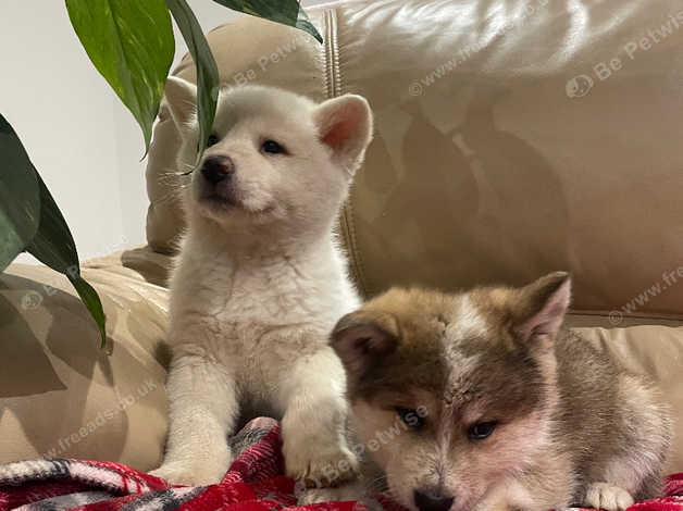 Japanese Akita Inu in Worcestershire on Freeads Classifieds - Japanese