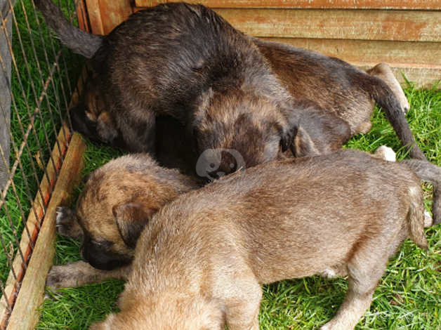 border terrier is a mixed breed