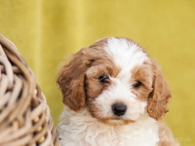 Blenheim cavapoo puppies sales for sale