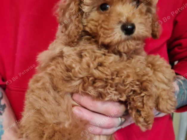 Russian toy outlet poodle