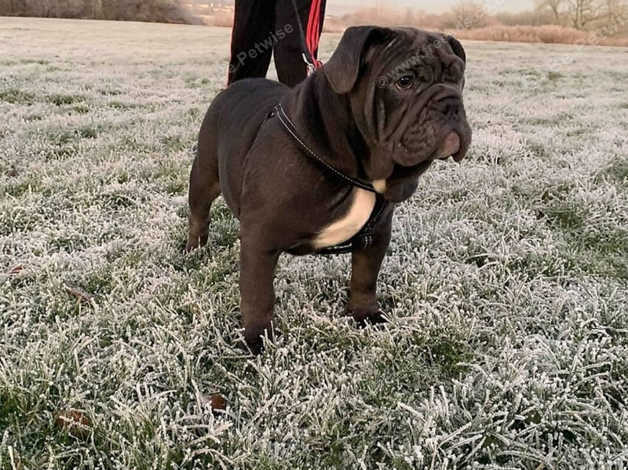 Black seal best sale english bulldog