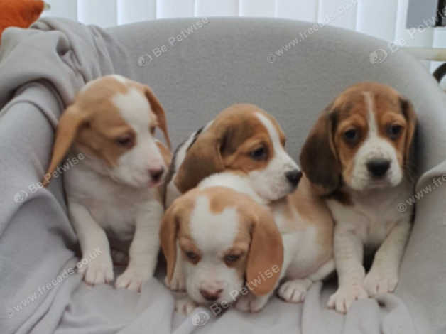 Free beagles near sales me