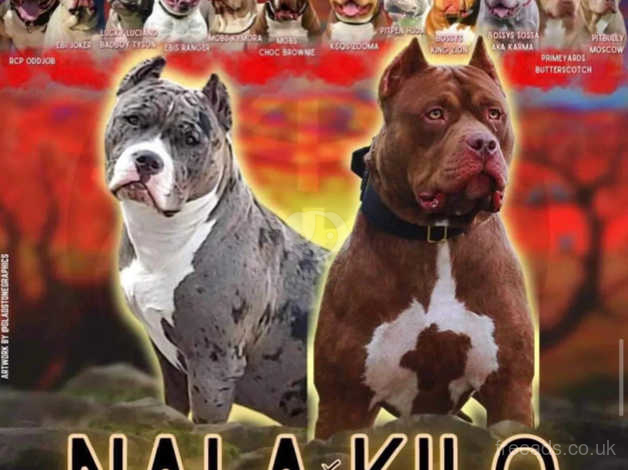 Xl American Bully Pups. Bossy Ebi Joker Oddjob in Chester on Freeads ...