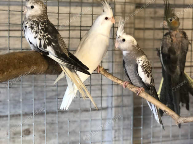 Parent Reared Baby Cockatiels in Gloucester on Freeads Classifieds ...