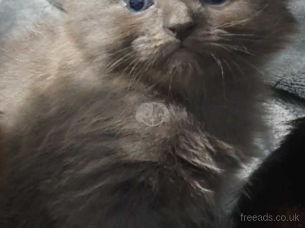 Russian blue 2024 cross ragdoll