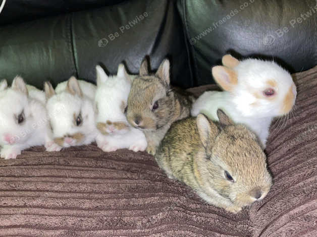 6 X Baby Rabbits For Sale Ready In 2 & Half Weeks in Swindon SN3 on