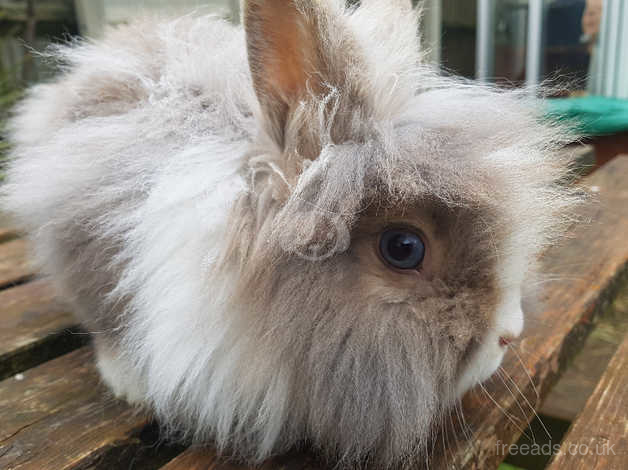 Tort lionhead clearance