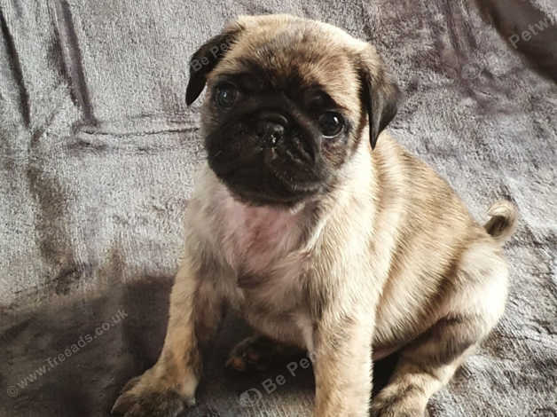 Reverse store brindle pug