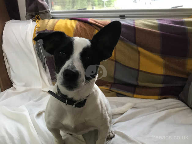 Jack Russell For Rehome To A Loving Family in Nottingham NG15 on ...