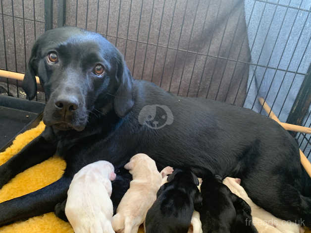 Gorgeous Goldador Golden Retriever X Labrador Puppies In March