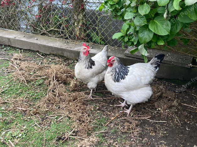 2 Hens For Sale, Light Sussex Breed in Treharris on Freeads Classifieds ...