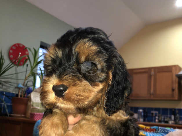 Black hot sale phantom cockapoo