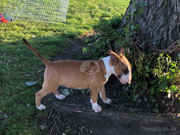 Mini bull terrier sales rescue near me