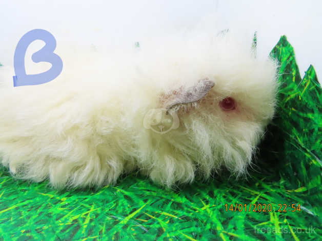 Texel guinea pig for sale sales near me