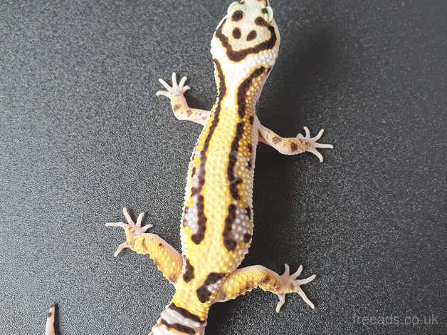 bandit x tangerine leopard gecko