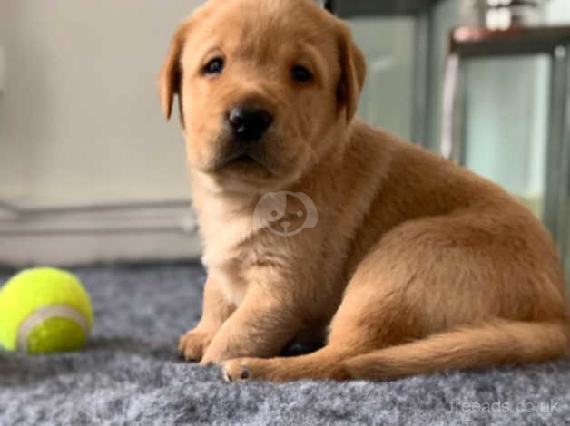 Stunning Fox Red Labrador Puppy In Pontypool On Freeads Classifieds Labrador Retrievers Classifieds