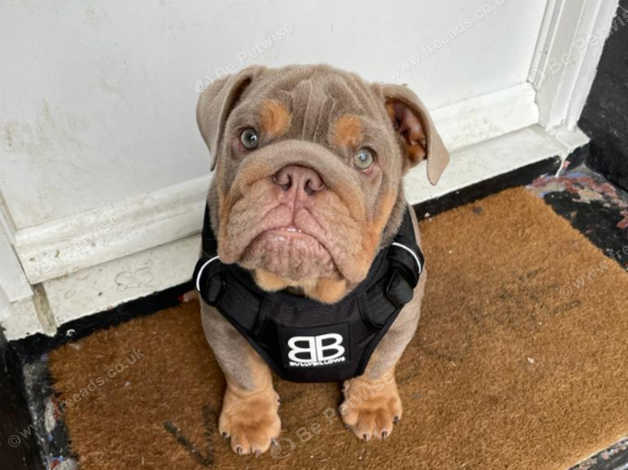 6 month 2024 english bulldog