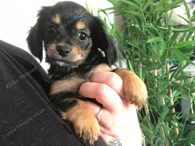 Long haired outlet chiweenie puppies