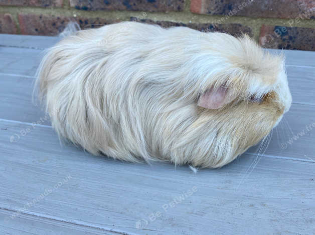 Lilac Coronet Boar in Weymouth on Freeads Classifieds - Guinea Pigs ...