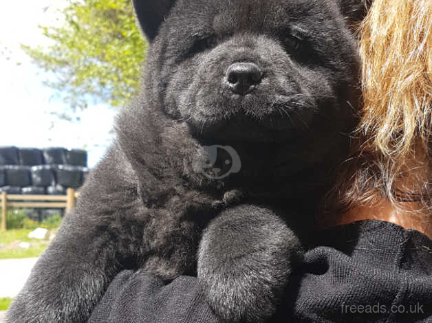 Stunning Pedigree Smooth Coat Chow Chow Girl in Carmarthenshire on Freeads  Classifieds - Chow Chows classifieds