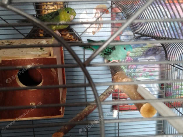 Young Pair Of Surgically Sexed Lineolated Parakeets in Plymouth on ...