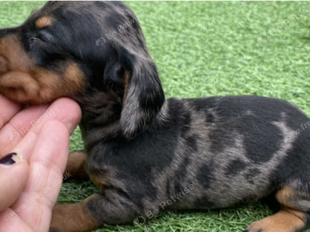 Silver best sale mini dachshund