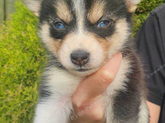 Pomsky puppies for adoption best sale near me