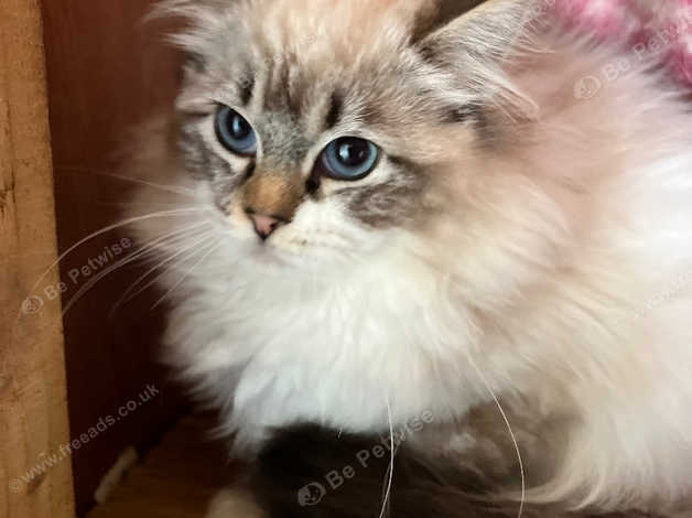 Tica Female Ragdoll For Breeding in Ashford TN27 on Freeads Classifieds ...