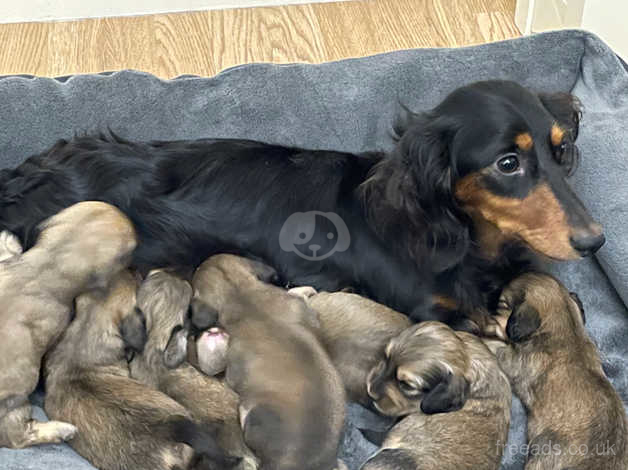 Long-haired Miniature Dachshund Puppies in Wokingham RG40 on Freeads  Classifieds - Dachshunds classifieds