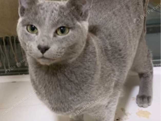 Russian blue for adoption best sale near me