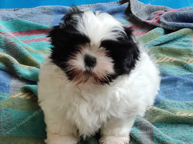 3 Stunning Pure Bred Shihtzu Boys Ready Thursday 23rd Feb in Ringwood ...