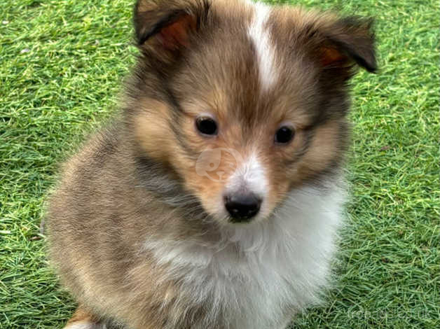 Sheltie mix store puppies near me