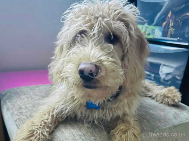 7 Month Labradoodle Called Brodie in Swindon on Freeads