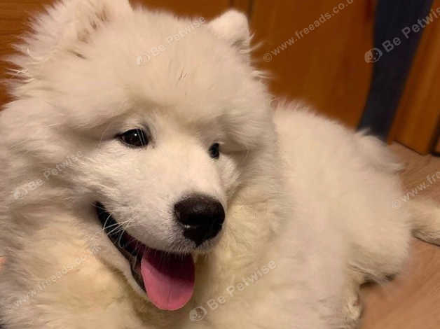 White 2 Year Old Samoyed in Douglas on Freeads Classifieds - Samoyeds ...