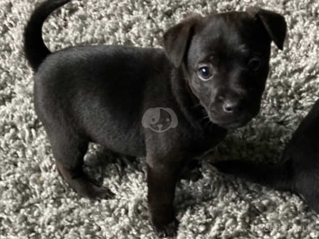 Jack russell best sale cross patterdale terrier