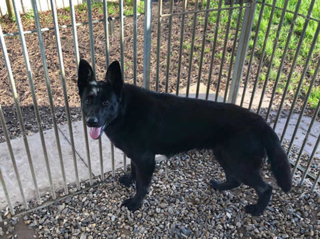 German shepherd black jack cheap