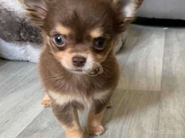 Gorgeous Chocolate Kc Long Hair Chihuahua Puppies In Swansea Sa9 On Freeads Classifieds Chihuahuas Classifieds