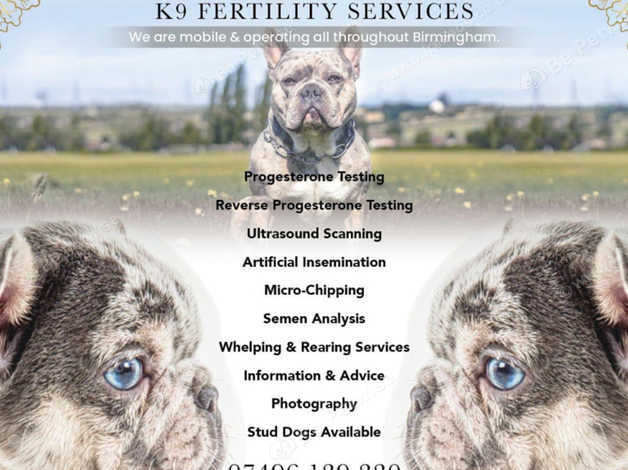 mobile-micro-chipping-in-birmingham-b44-on-freeads-classifieds-pet