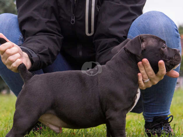 Male Exotic Pocket Bully For Sale In Birmingham B44 On Freeads Classifieds American Bully Classifieds