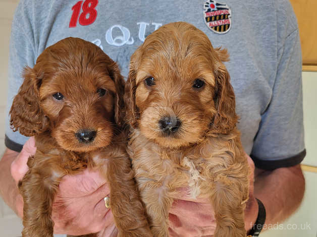 F1 sales red cockapoo